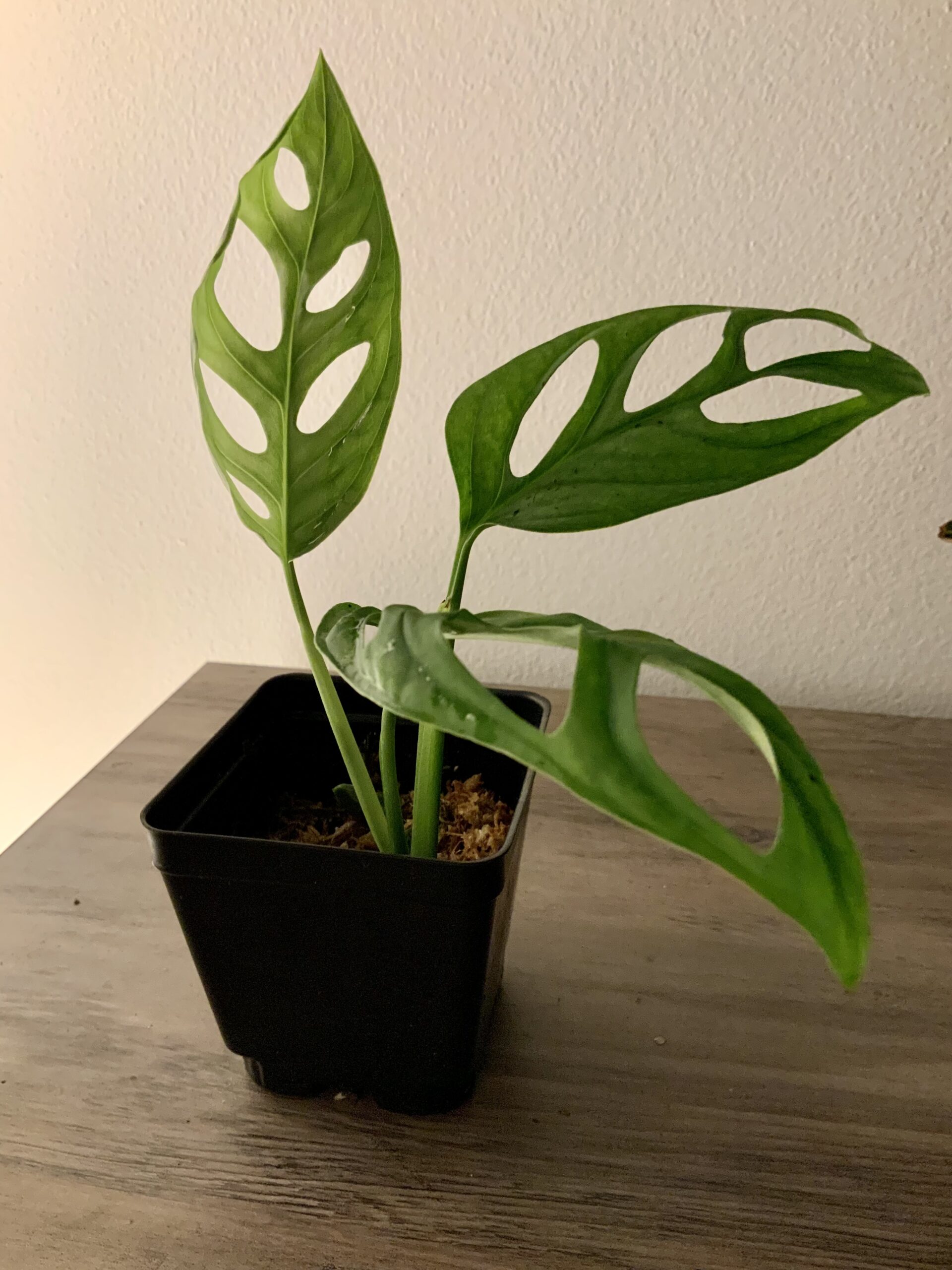 My Monstera Collection: The Ranking