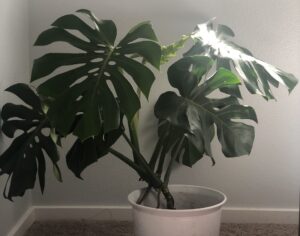 Two year old Monstera Plant